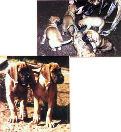 ������ �������� ��� 