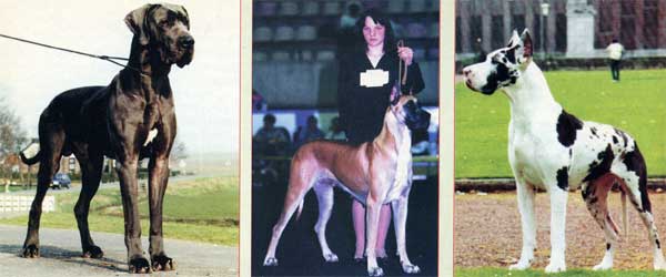 ������� ��������� ZED ZAZOU v.d. LIFTHRASIR,  �����-��� ������, ������� �������� ESPERA en SARRASS. ������ �������� ��� 