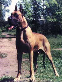 ������� ������ ���� ���� ��