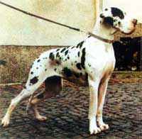 ������ ����� 1990 ���� XANDRA von MAVERICK (��������). ������ �������� ��� 