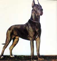 ������� �������� 1990 ���� AMMARETTO vom REITHENHOF (��������). ������ �������� ��� 