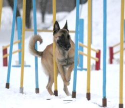дрессировка собак, статьи по дрессировке, результат дрессировки