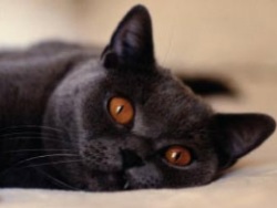 ������� ��� �����, ������� �������� �� ����� ������� ��� �����, ����� ��� �����