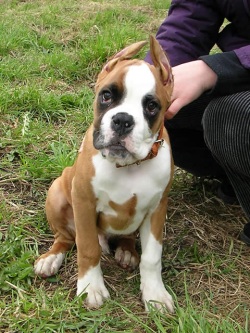 команда сидеть, дрессировка, выдержка, как научить собаку сидеть