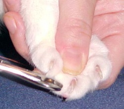 ��� ������ ����� � �����, ������� ������, ����������