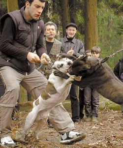 ������������ �������������, �����������-������, �������� ������ �����