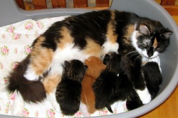 Роды кошек. Помощь при родах у кошки - Беременность у кошек