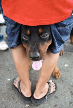 борьба с собирательством, как научить собаку не подбирать пищу с пола