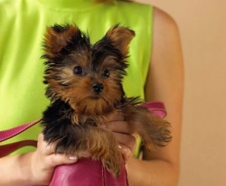 клички собак, клички для собак, немецкая овчарка, породы собак