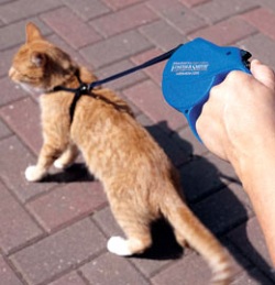 ������� ��� �����, ������ ��� �����