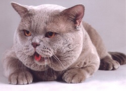 ���������� �����, ���������� ����, ������ ���������, ��������� ����������� �������