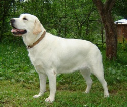 ����� ���������, ������ ��������, ������ ������ ��������, ������������� ������ ��������