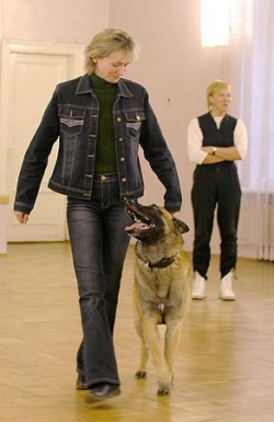 команда рядом, как научить щенка гулять рядом с хозяином, дрессировка, обучение команды рядом