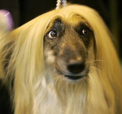 отвечает ветеринарный врач, детская линька, блестящая шерсть, витамины с чесноком, подкормка с пивными дрожжами, шерсть, добавки для собак, витамины для собак