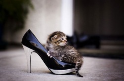 ���������� � ������, ������ ���� ���������, ���������� � ����