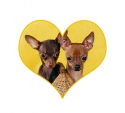 �����, ������ �������������� ������������, ����� ������������, ���������, ������������� ����������