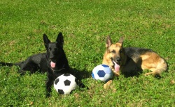 дрессировка собак, команда сидеть, команды