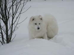 ��� �� �������� ������, ������ ������