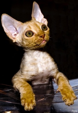 ����� ��� ��������, ����� ��� ����, �������� �����