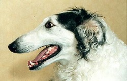 ������� ������,