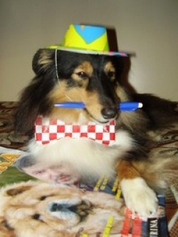 собака, аксессуары для собак,