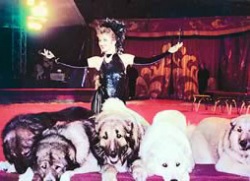 цирковая дрессировка собак, цирковая дрессировка книги статьи,