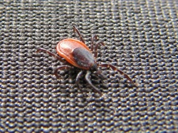 вши, власоеды, блохи, зоопаразиты собак и кошек