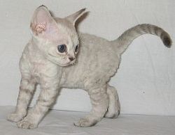 �����-����