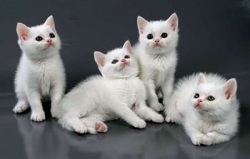 ���������� ��������� �����