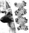 Информация для заводчика: признаки и пороки, определяемые рецессивными генами - Начинающему собаководу