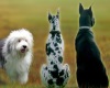 Популярные породы собак - Породы собак