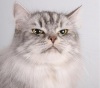 Сибирская кошка - Породы кошек