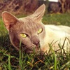 Порода кошек. Бурманская кошка
