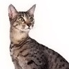 Порода кошек. Египетская мау