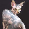Порода кошек. Канадский сфинкс