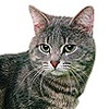Порода кошек. Европейская короткошерстная кошка