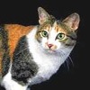 Порода кошек. Японский бобтейл