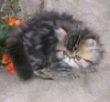 фото Гималайская питомник кошек Molly-coddle