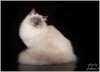 фото Невская маскарадная питомник кошек Maris Stella