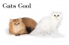  CATS  COOL.     