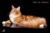 фото Мейн-кун    питомник кошек AIRISH COON*RU