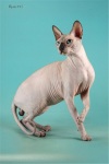 фото Канадский сфинкс    питомник кошек Infanta  Laila