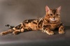 фото Бенгальская    питомник кошек Leopard Planet