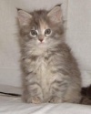 фото Канадский сфинкс питомник кошек Мэйн-Куны г.Владимир