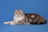 фото Британская Шотландская вислоухая питомник кошек Amigos