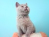 фото Шотландская вислоухая питомник кошек Bastet Mystery