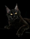 фото Британская кошка    питомник кошек ADAMAND
