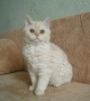 фото Сибирская кошка питомник кошек питомник британских кошек и селкирк-рексов Plushville