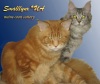 фото Тонкинез питомник кошек Smalllynx *UA
