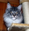 фото Британская кошка    питомник кошек Archies-king